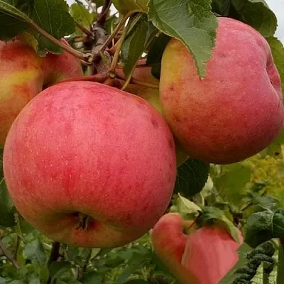 Яблоня БОЛОТОВСКОЕ  Яблоня БОЛОТОВСКОЕ в Ярославле