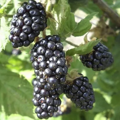 Ежемалина МАРИОН  Ежемалина МАРИОН в Ярославле