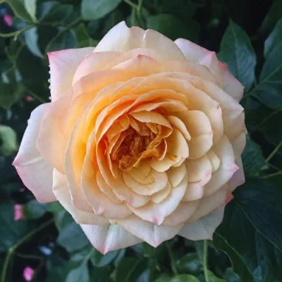 Саженцы роз АБЕЙ ДЕ СЕНТ-АМАН шраб  Саженцы роз АБЕЙ ДЕ СЕНТ-АМАН шраб в Ярославле