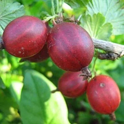 Крыжовник ЩЕДРЫЙ в Ярославле