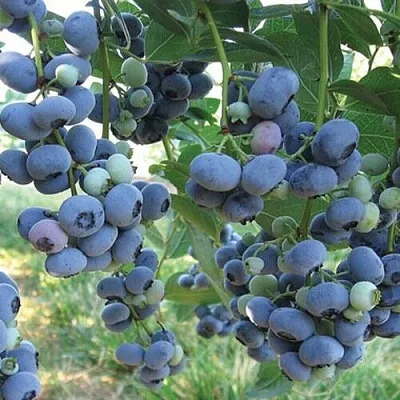 Голубика ЛИБЕРТИ  Голубика ЛИБЕРТИ в Ярославле