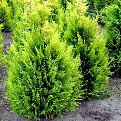 Кипарисовик ИВОНЕ лавсана  Кипарисовик ИВОНЕ лавсана в Ярославле