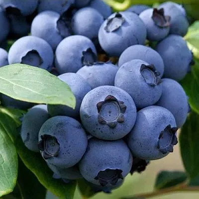 Голубика СПАРТАН  Голубика СПАРТАН в Ярославле