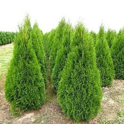 Туя СМАРАГД западная в Ярославле