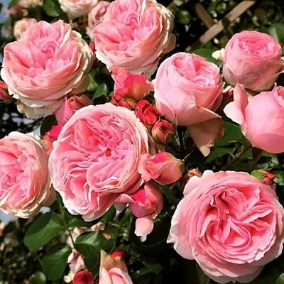 Саженцы роз ДЖАРДИНА плетистая в Ярославле