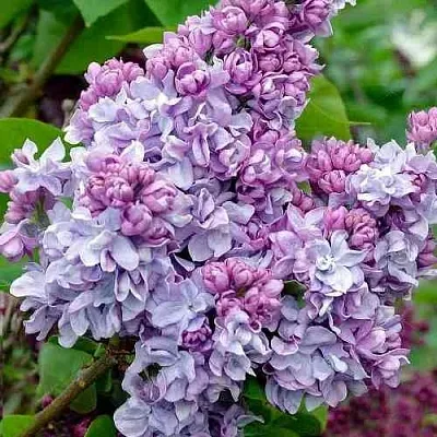 Сирень КАТЕРИНА ХАВЕМЕЙЕР в Ярославле