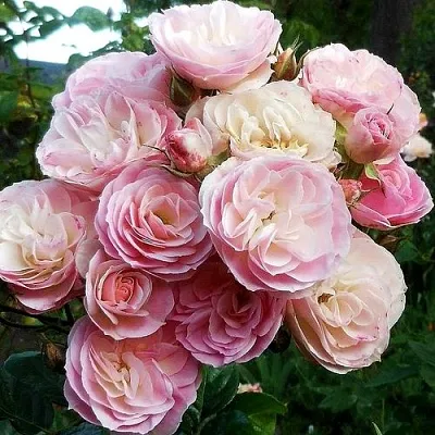 Саженцы роз БУКЕТ ПАРФЕ мускусная в Ярославле