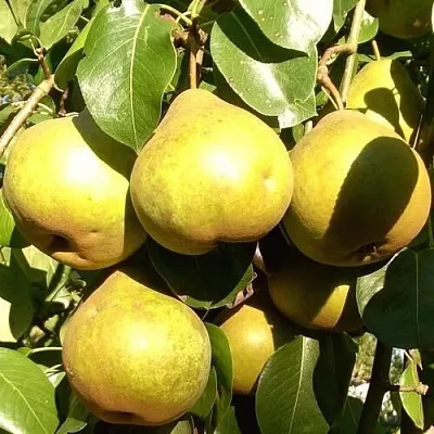 Груша ПЛАТОНОВСКАЯ  Груша ПЛАТОНОВСКАЯ в Ярославле