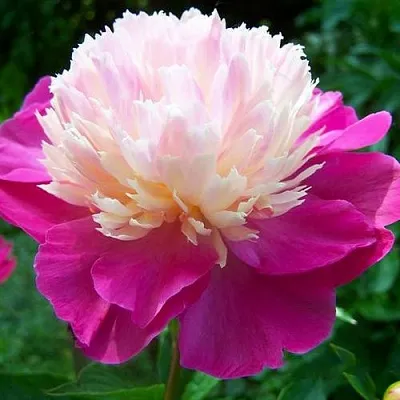 Пион ГЕЙ ПАРИ травянистый  Пион ГЕЙ ПАРИ травянистый в Ярославле