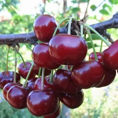 Вишня НОРД СТАР  Вишня НОРД СТАР в Ярославле