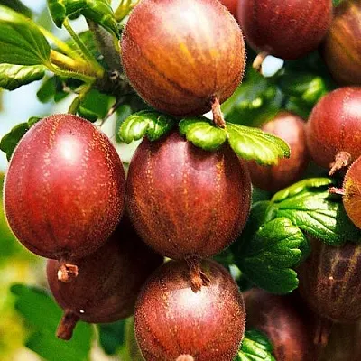 Крыжовник ШЕРШНЕВСКИЙ в Ярославле