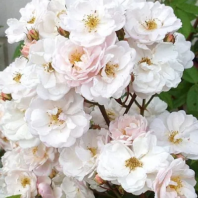 Мускусная Мускусная в Ярославле