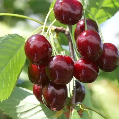 Черешня ОВСТУЖЕНКА  Черешня ОВСТУЖЕНКА в Ярославле