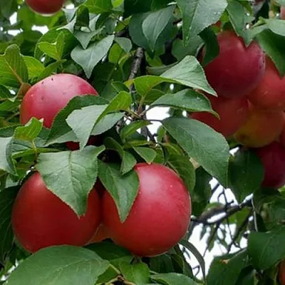 Плумкот БИРИКОККОЛО ГИГАНТЕ ДИ БУДРИО  Плумкот БИРИКОККОЛО ГИГАНТЕ ДИ БУДРИО в Ярославле