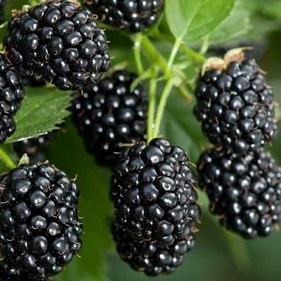 Ежевика ЧЕРНАЯ МАГИЯ ремонтантная  Ежевика ЧЕРНАЯ МАГИЯ ремонтантная в Ярославле