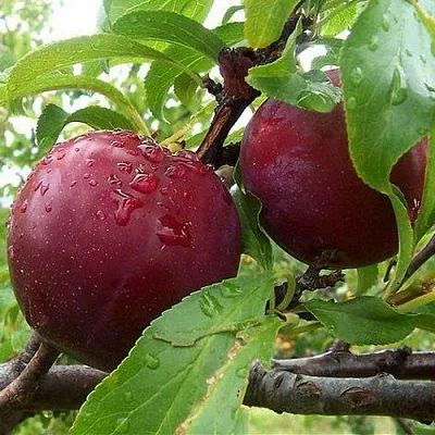 Слива КЛЕОПАТРА в Ярославле