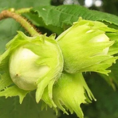 Фундук КАТАЛОНСКИЙ в Ярославле