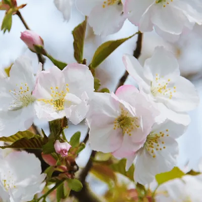 Вишня ОКАМЕ  Вишня ОКАМЕ в Ярославле