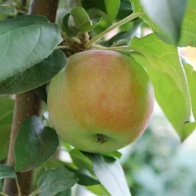 Яблоня ПОДСНЕЖНИК стелющаяся  Яблоня ПОДСНЕЖНИК стелющаяся в Ярославле