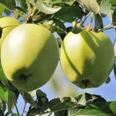 Яблоня САХАРНАЯ  Яблоня САХАРНАЯ в Ярославле