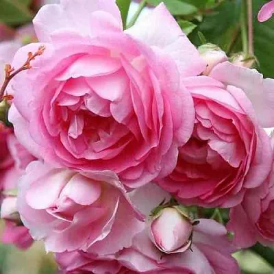 Саженцы роз ЖАСМИНА плетистая в Ярославле