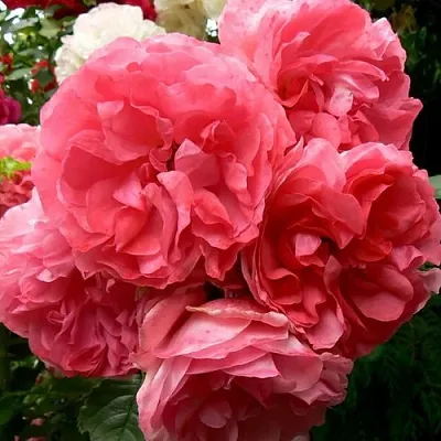 Саженцы роз РОЗЕУМ ЮТЕРСОН плетистая в Ярославле