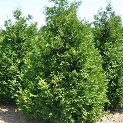 Туя ВАКСЕН западная  Туя ВАКСЕН западная в Ярославле