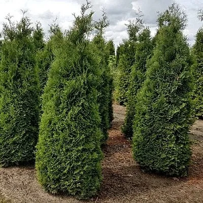Туя ХОЛМСТРУП западная в Ярославле