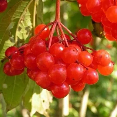 Калина ПАМЯТИ ВАЛЕНТИНЫ  Калина ПАМЯТИ ВАЛЕНТИНЫ в Ярославле