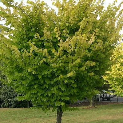 Вяз обыкновенный в Ярославле