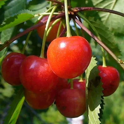 Черешня ФАТЕЖ  Черешня ФАТЕЖ в Ярославле