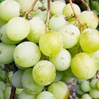 Виноград КЕША МУСКАТ  Виноград КЕША МУСКАТ в Ярославле