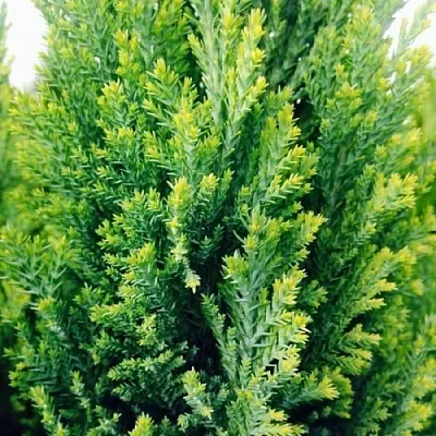 Кипарисовик  Кипарисовик в Ярославле