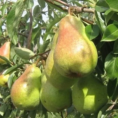 Груша ДЕЛЬБАРЬЮ  Груша ДЕЛЬБАРЬЮ в Ярославле