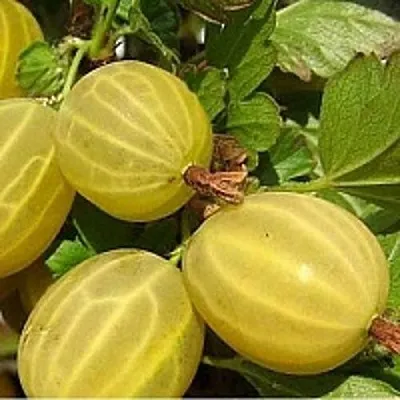 Крыжовник ЯРОВОЙ в Ярославле