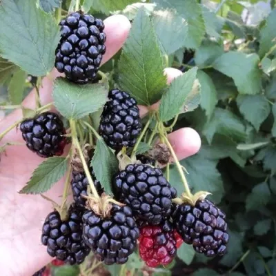 Ежевика ОУАЧИТА бесшипная — описание сорта Ежевика ОУАЧИТА бесшипная в Ярославле