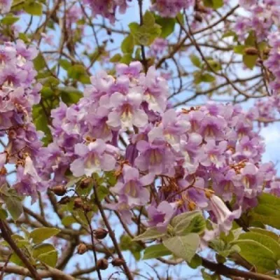 Павлония ПАО ТОГН Z07 в Ярославле