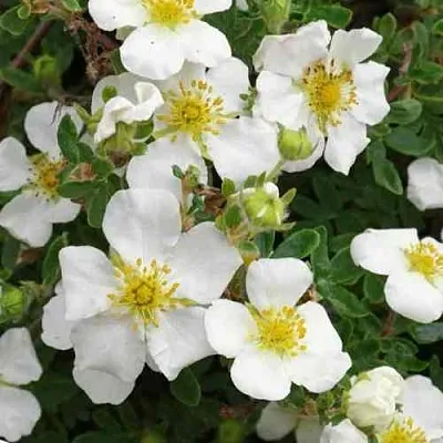 Лапчатка ТИЛФОРД КРИМ кустарниковая  Лапчатка ТИЛФОРД КРИМ кустарниковая в Ярославле