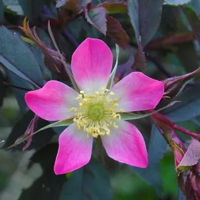 Саженцы роз сизая — описание сорта Саженцы роз сизая в Ярославле