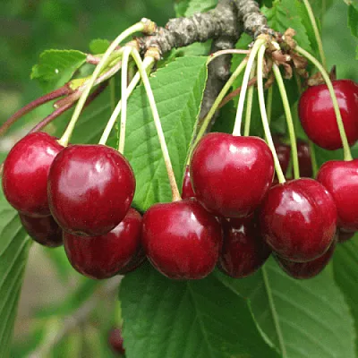 Черешня ГРОНКОВАЯ  Черешня ГРОНКОВАЯ в Ярославле