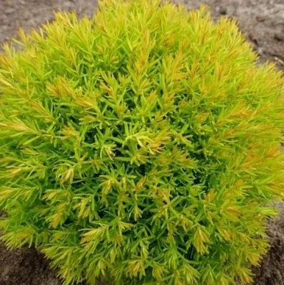 Туя АННИЕК западная в Ярославле