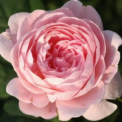 Саженцы роз КУИН ОФ СУИДЕН английская  Саженцы роз КУИН ОФ СУИДЕН английская в Ярославле