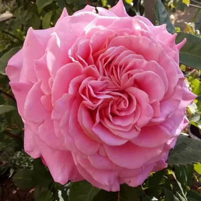 Саженцы роз ЭШЛИ чайно-гибридная — описание сорта Саженцы роз ЭШЛИ чайно-гибридная в Ярославле