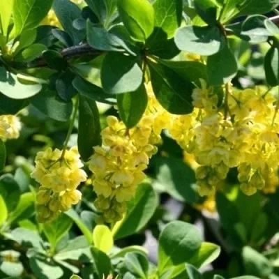 Барбарис ИНДИАН САММЕР   Барбарис ИНДИАН САММЕР  в Ярославле