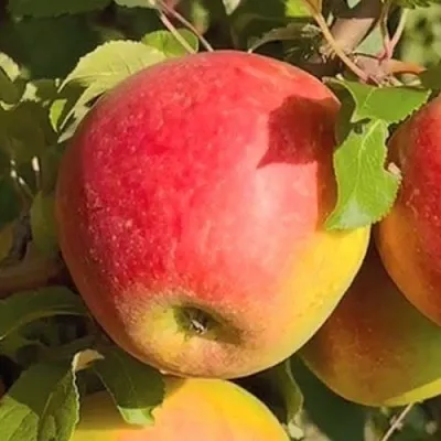 Яблоня САКАВИТА  Яблоня САКАВИТА в Ярославле