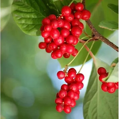 Лимонник ДЕБЮТ китайский в Ярославле