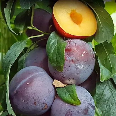 НЕКТАПРИУМ  НЕКТАПРИУМ в Ярославле