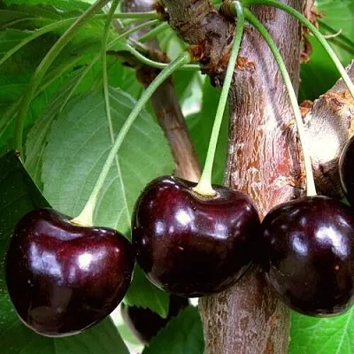 Черешня ДОНЕЦКИЙ УГОЛЁК  Черешня ДОНЕЦКИЙ УГОЛЁК в Ярославле