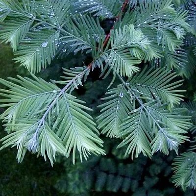 Метасеквойя  Метасеквойя в Ярославле