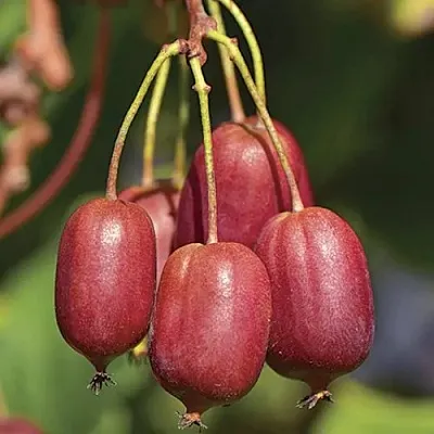 Актинидия СКАРЛЕТ СЕПТЕМБЕР аргута  Актинидия СКАРЛЕТ СЕПТЕМБЕР аргута в Ярославле